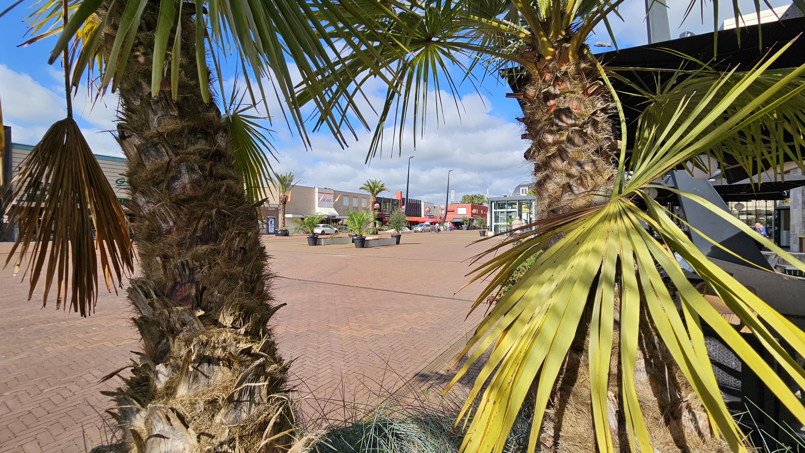 Palmboom Raadhuisplein